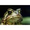 American Toad Bufo Americanus Americanus Ecomuseum Steannedebellevue Quebec Canada Poster Print